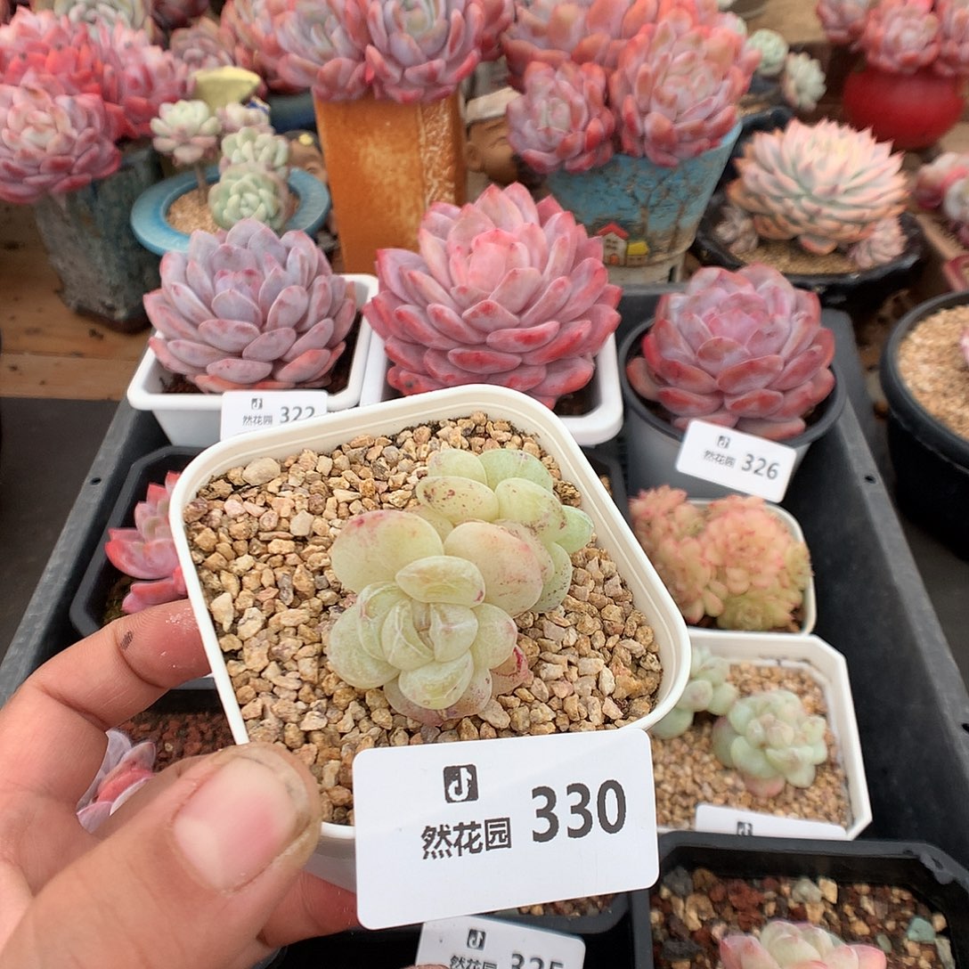 330冰玉石化多肉植物一物一拍