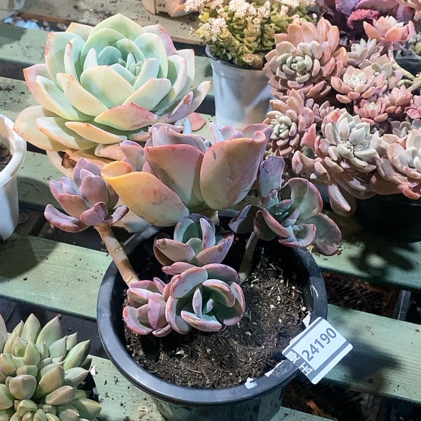 【闪购商品】疯狂锦24190