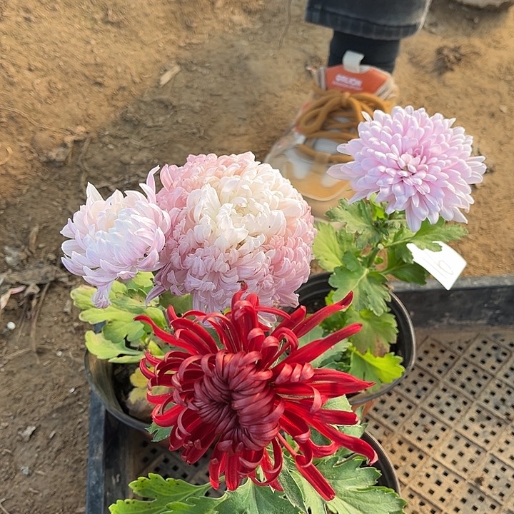 完全开放土球发货老根苗无售后16