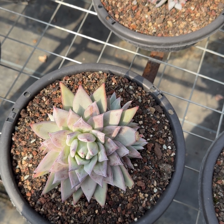 卡系群4头多肉植物绿植