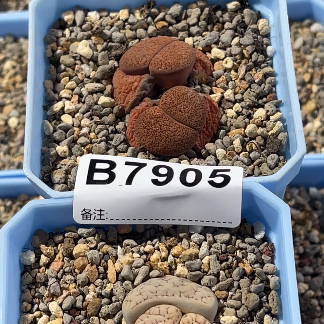 欧***萱7905荒1紫薰1上12