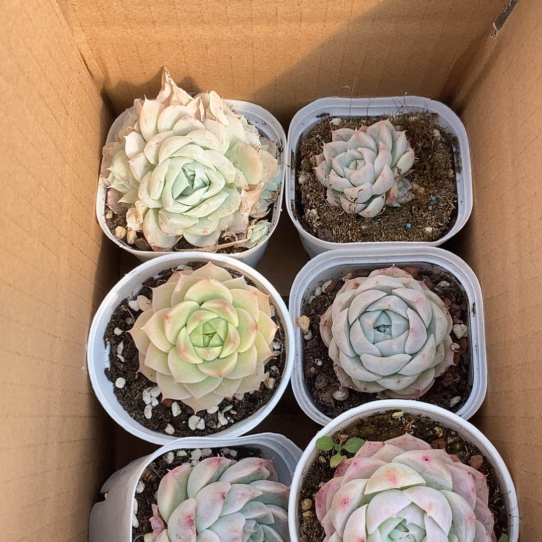 冰玉6个 9.9包邮5133