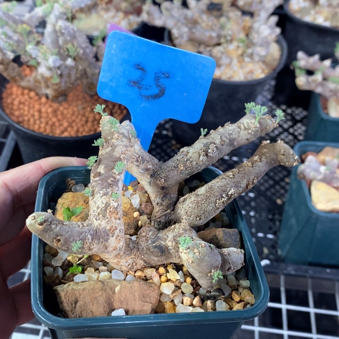 黑皮月界多肉植物