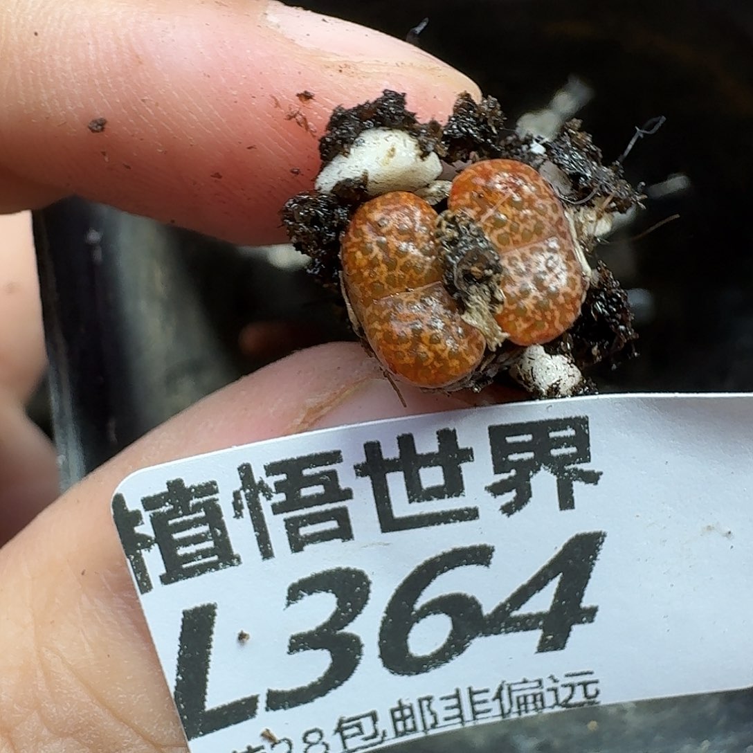 多肉我的人啊风格的日子