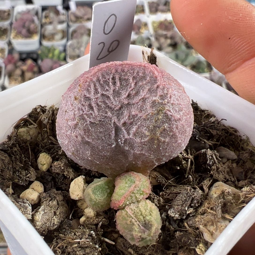 纹路款实生新品多肉植物水泡