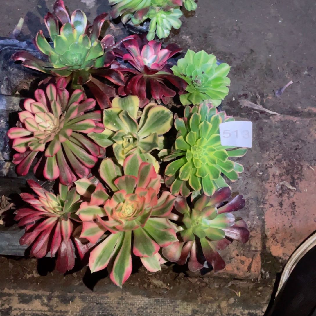 多肉植物组合10颗513