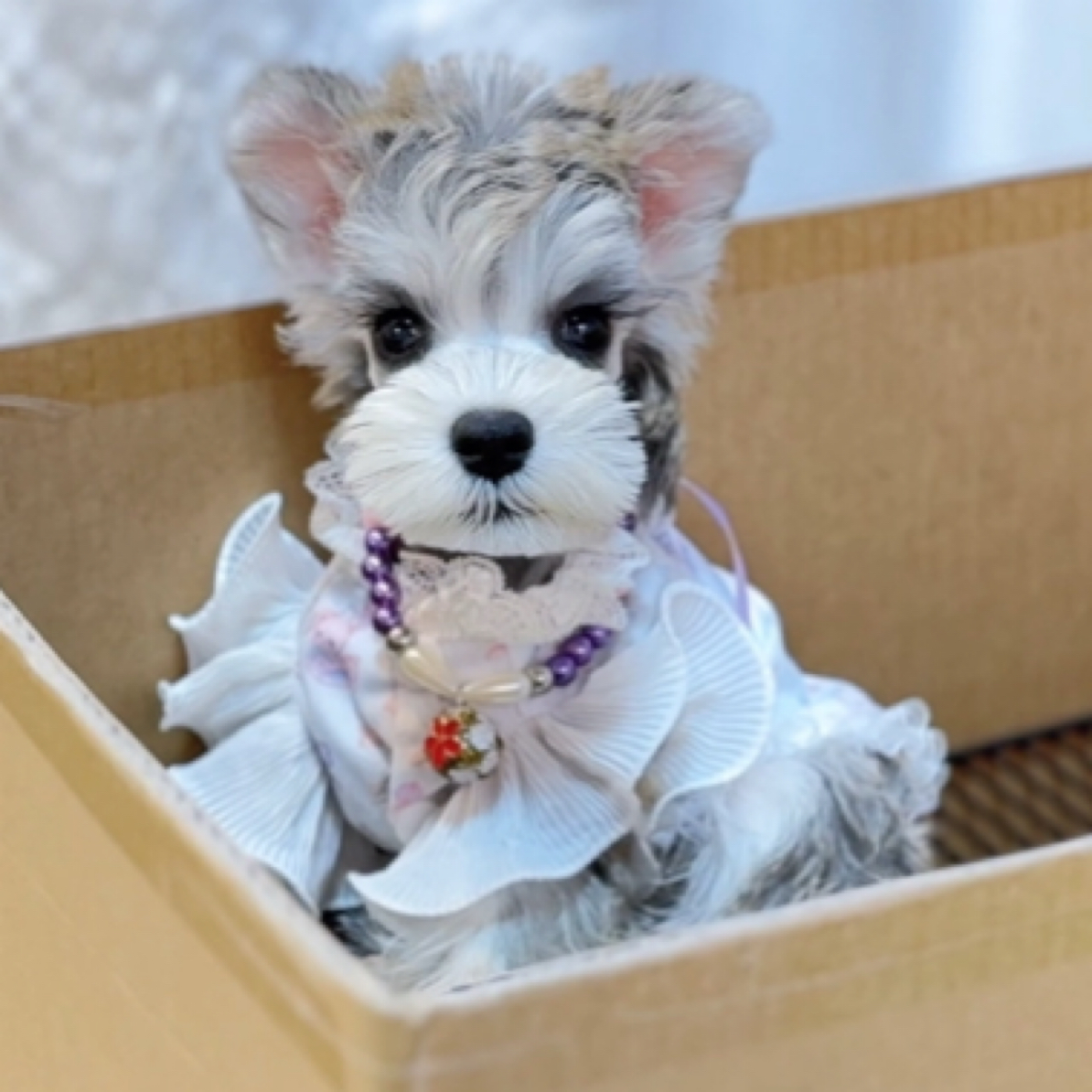 【小苹果家雪纳瑞】宠物活体幼体保障链接