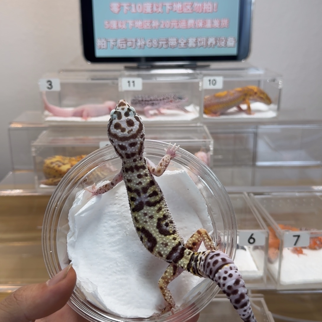 豹纹守宫土匪妹妹