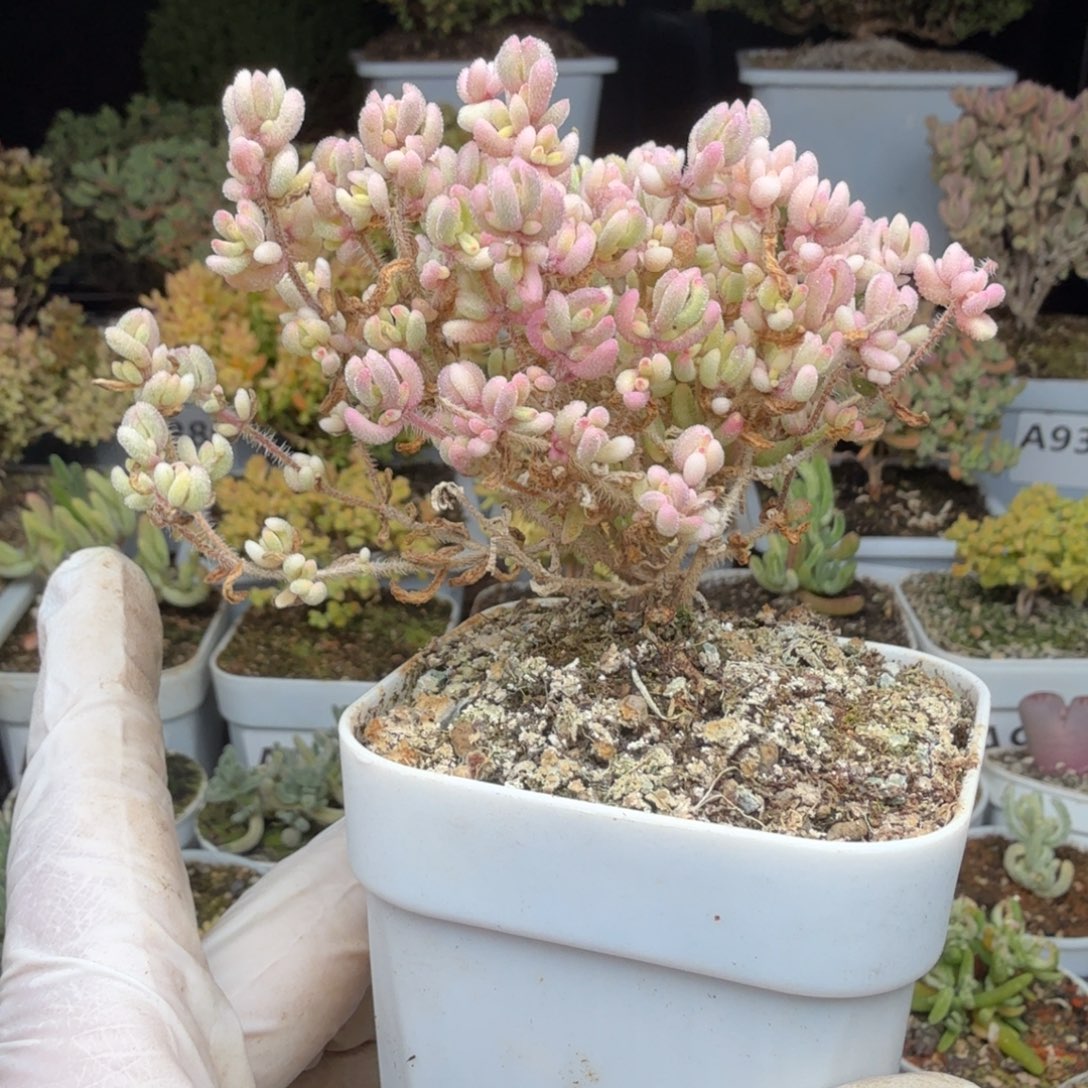 当***归A001红宝石锦枝干