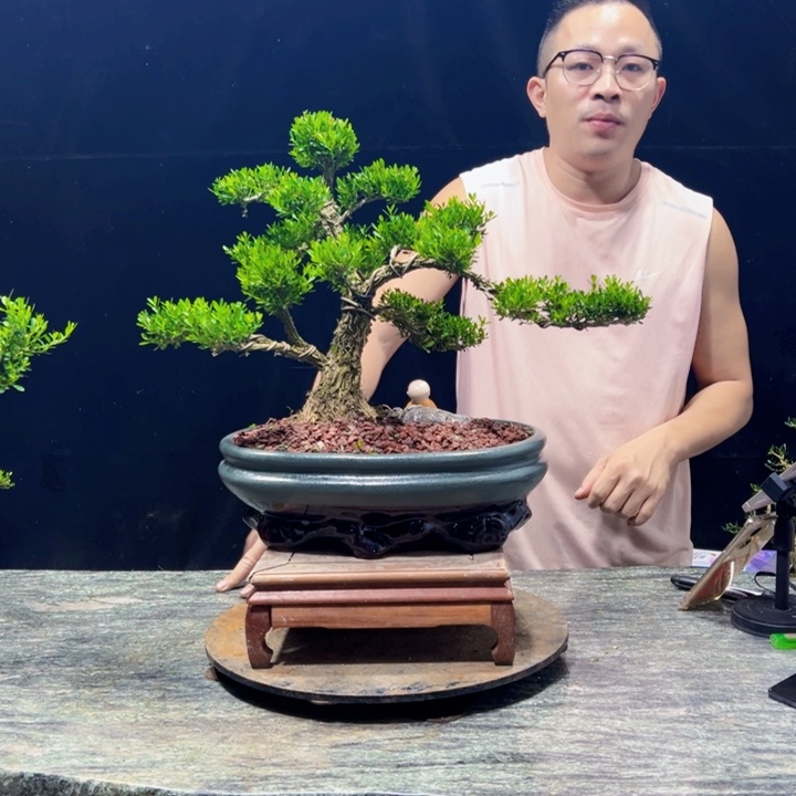 无花朵黄杨盆景四季常绿