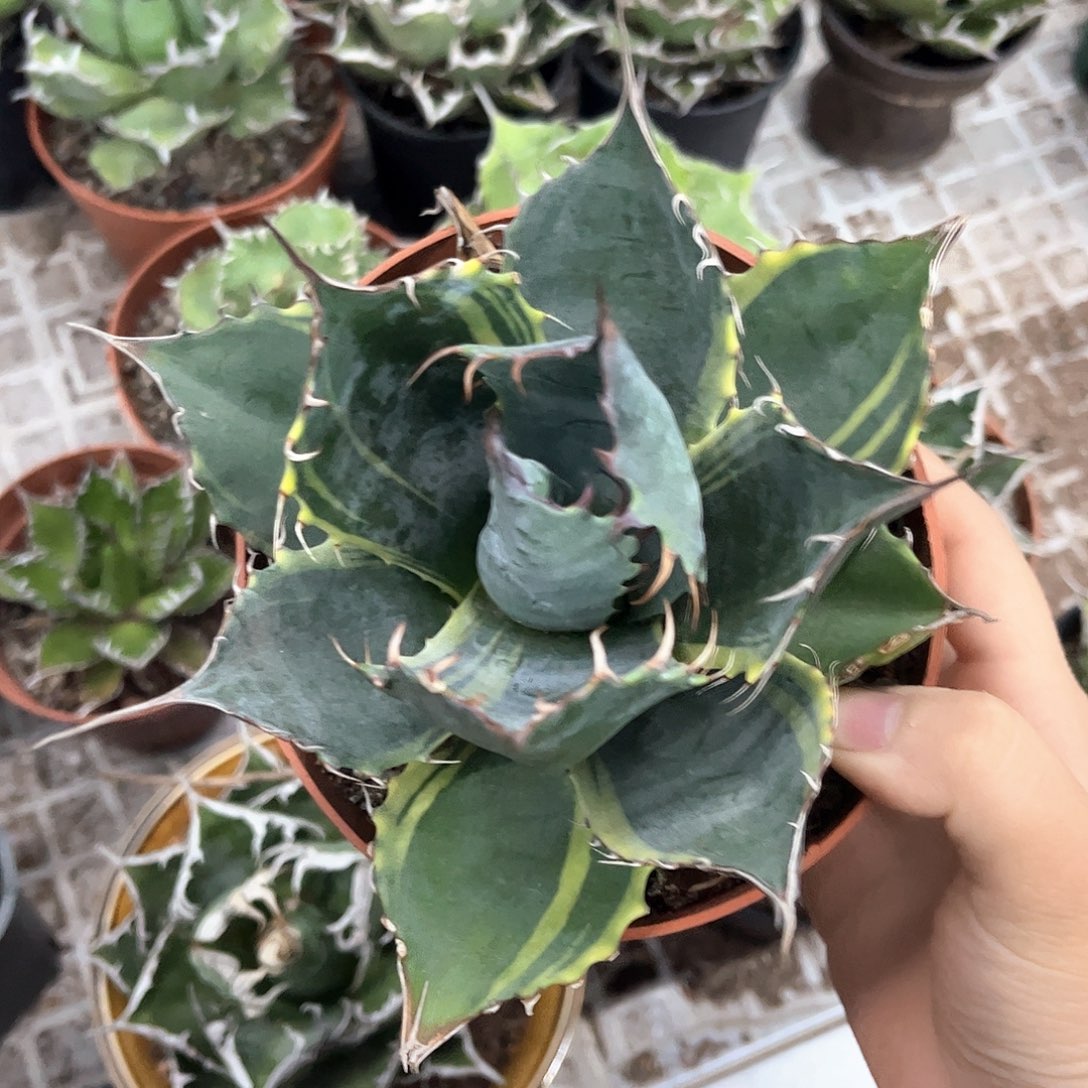 赖光浅覆轮龙舌兰