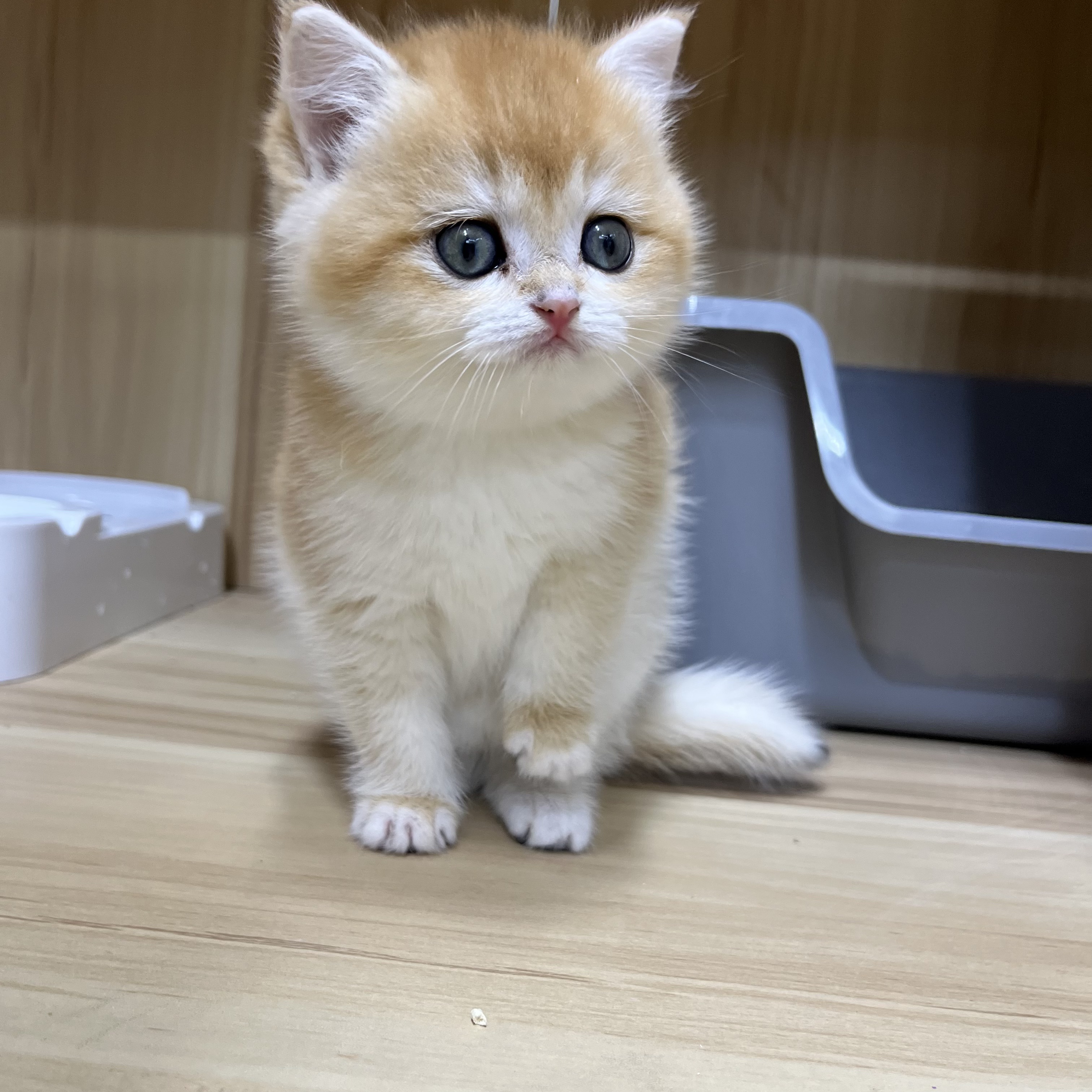 【H家：宠物】纯种品种猫猫