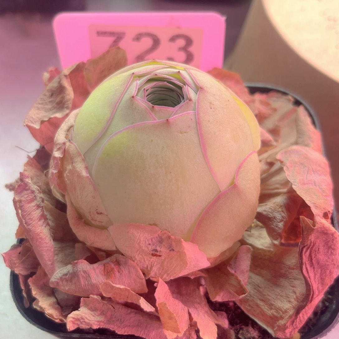 723长相思山地玫瑰