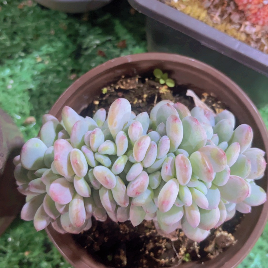 香雪海缀03205多肉植物