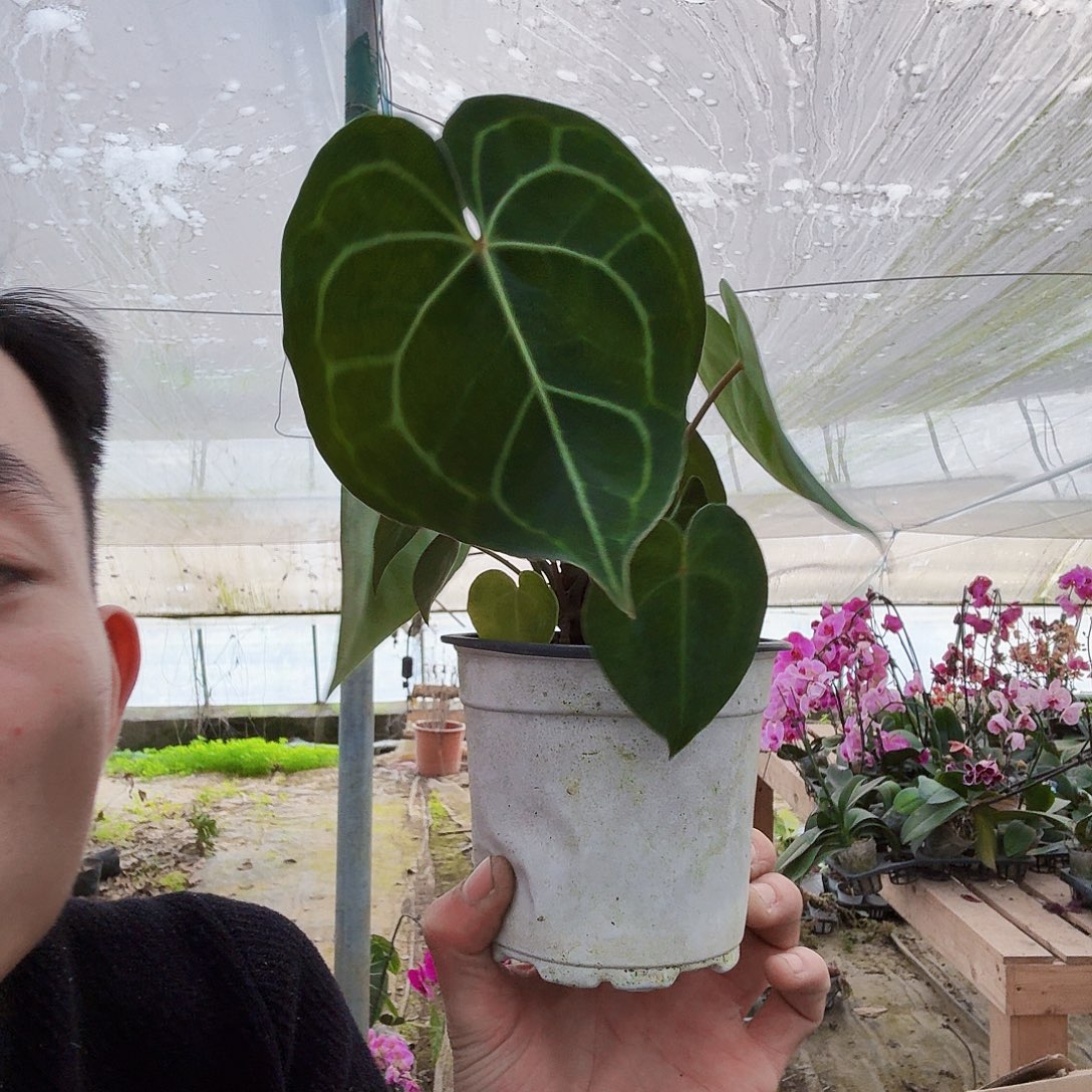 完全开放克莱恩花烛一棵