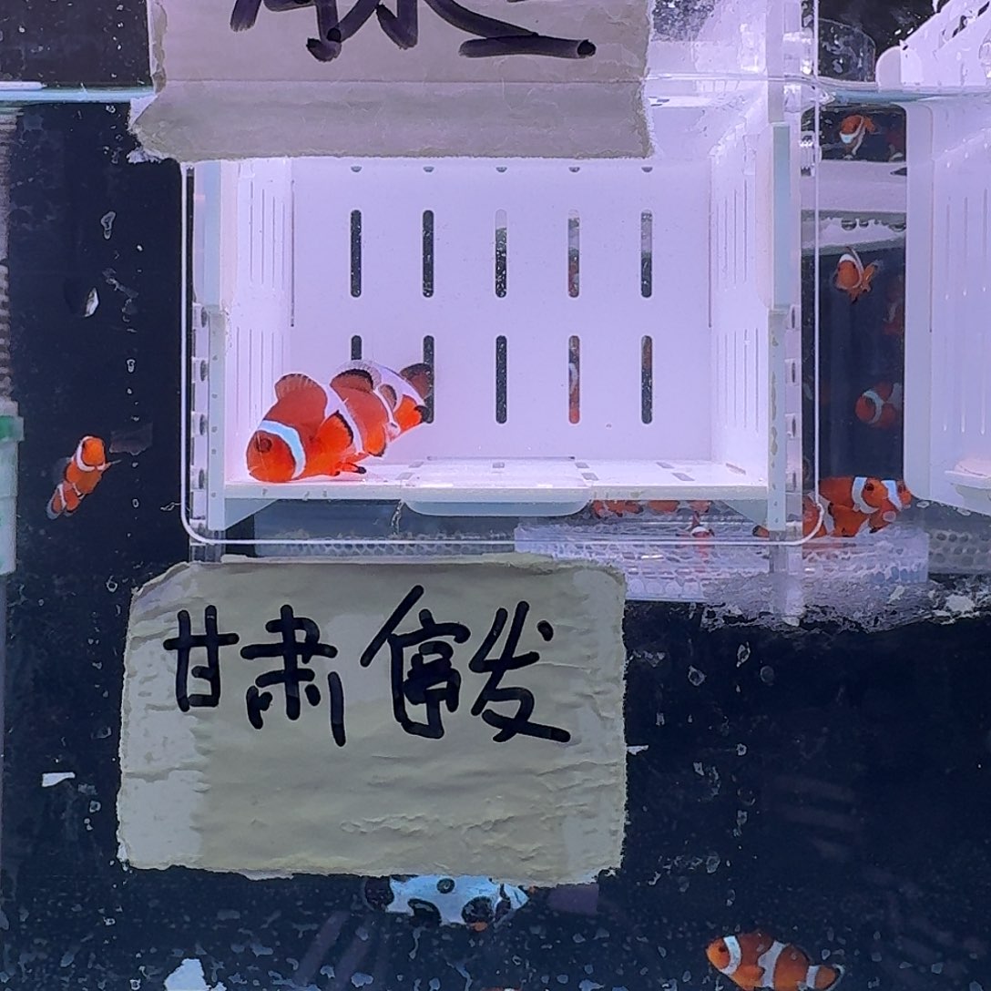 海水鱼4.5+配4+精品黑边公子一对