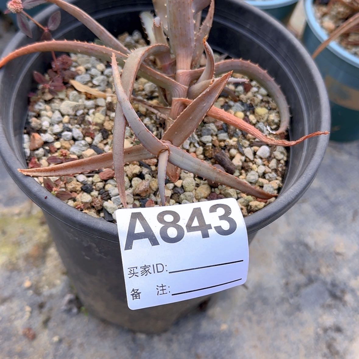 【闪购商品】狐*块根植物