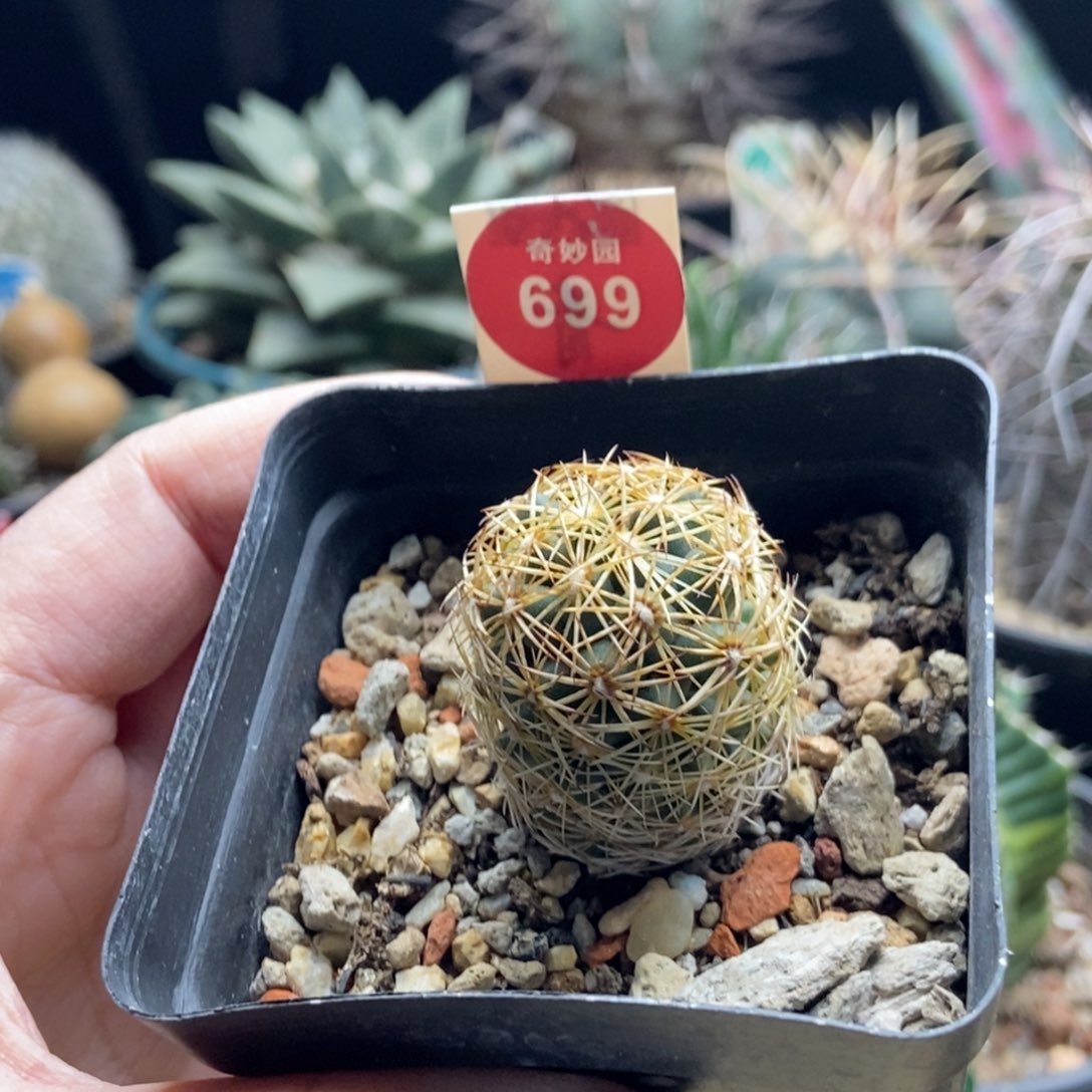 实生密刺狮子奋迅一颗