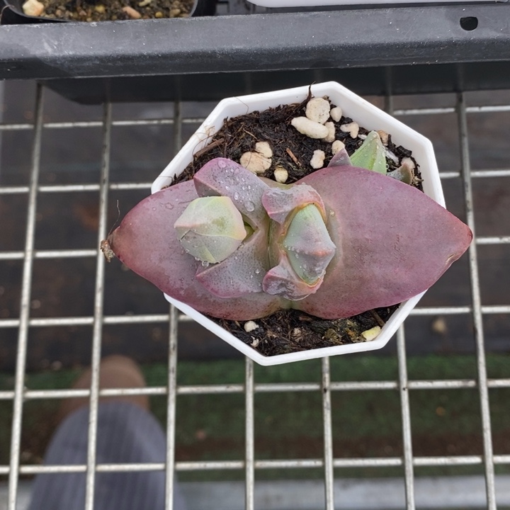 伯克利和格蕾纳等著名