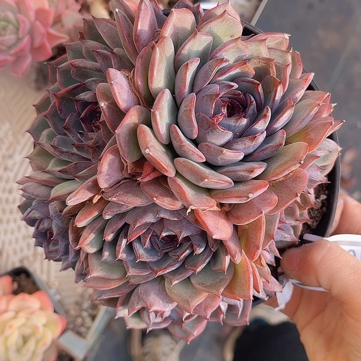 蓝色妖姬08138多肉植物