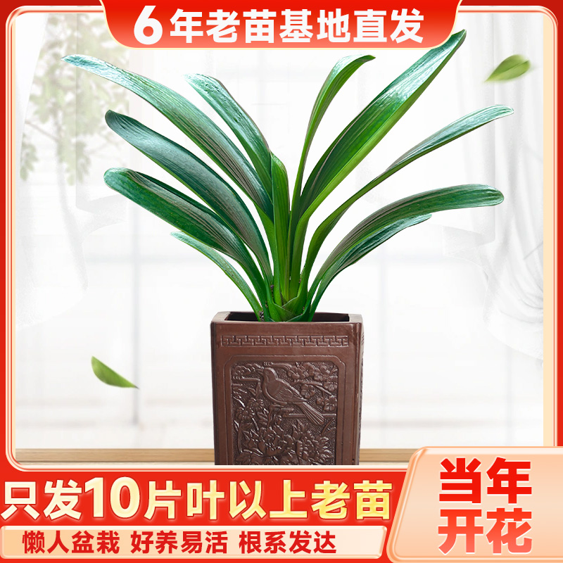 正宗原生精品矮桩圆叶君子兰客厅绿植大盆栽室内（黑色育苗杯发货）