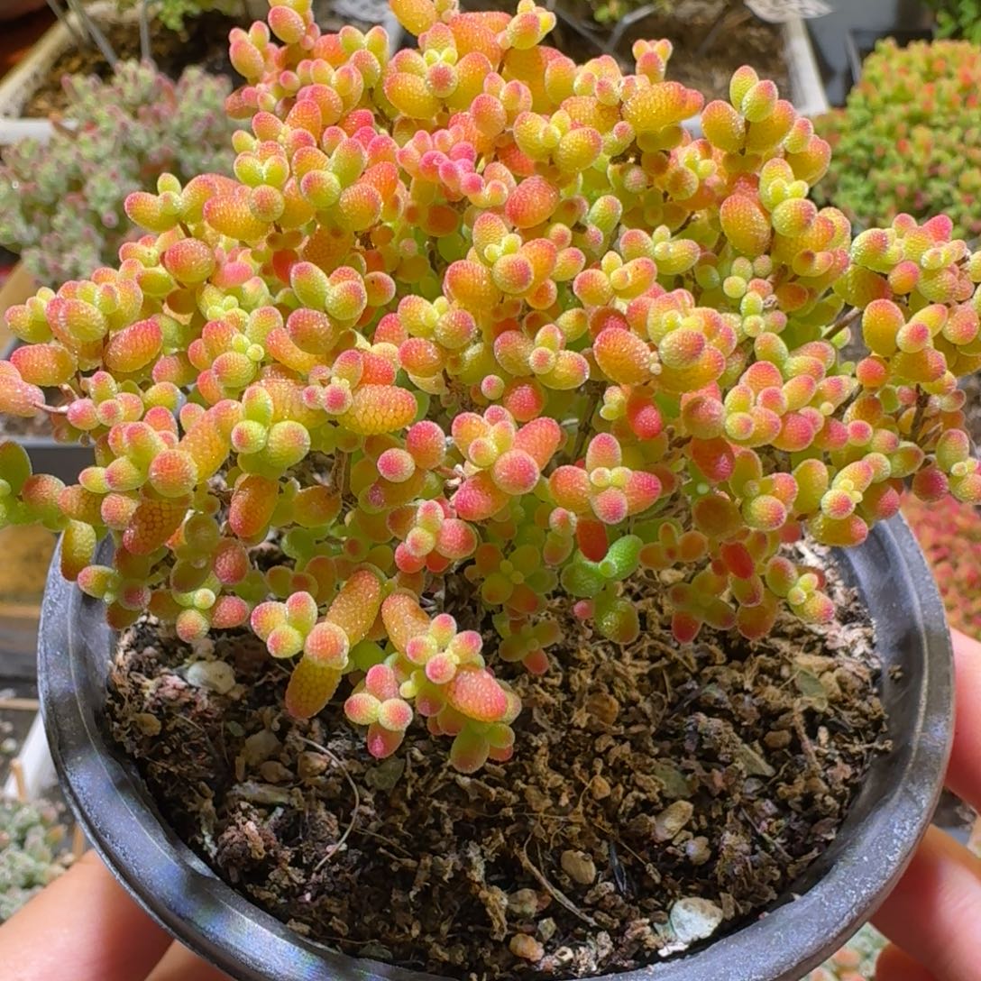 金桔枝干番杏639福利