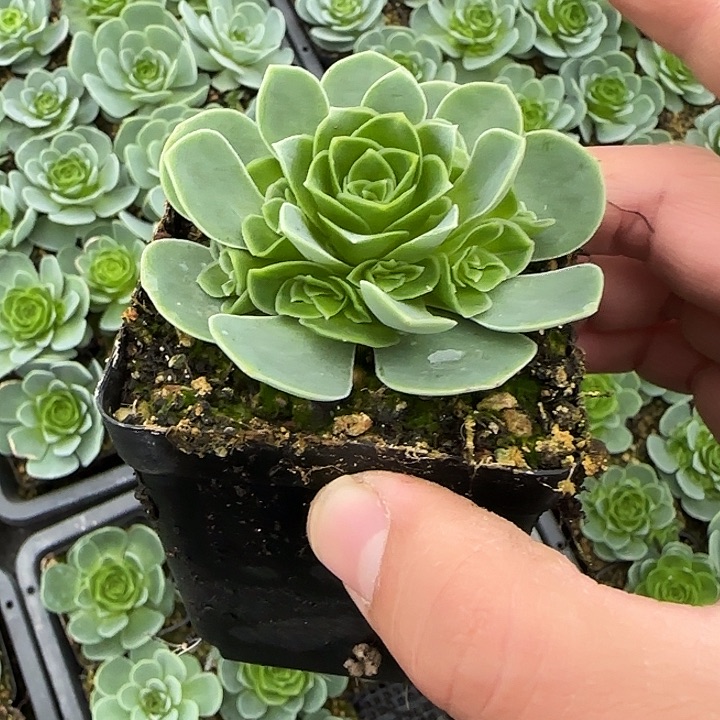 k***s山地玫瑰一物一拍，带盆发