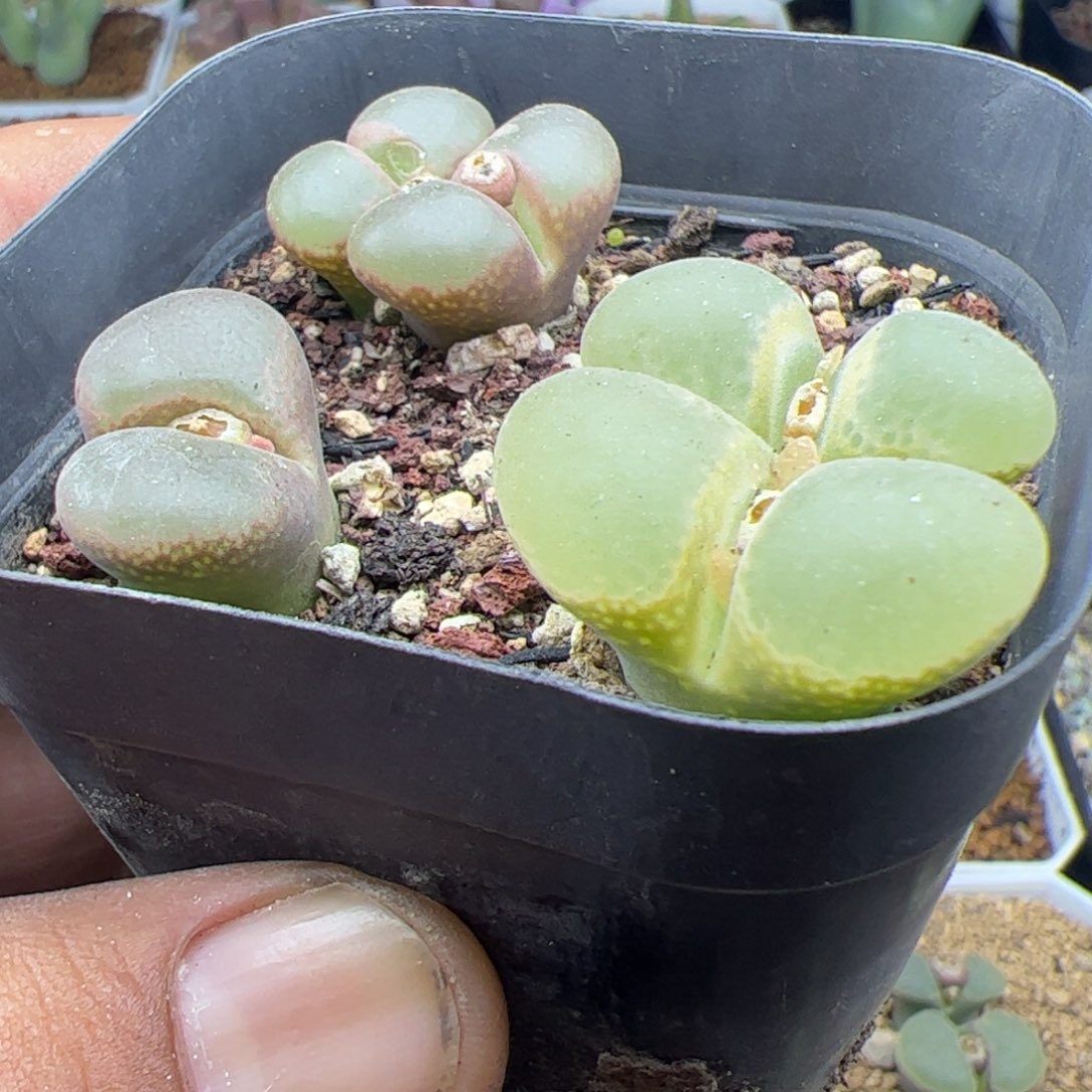 大家过年好22347