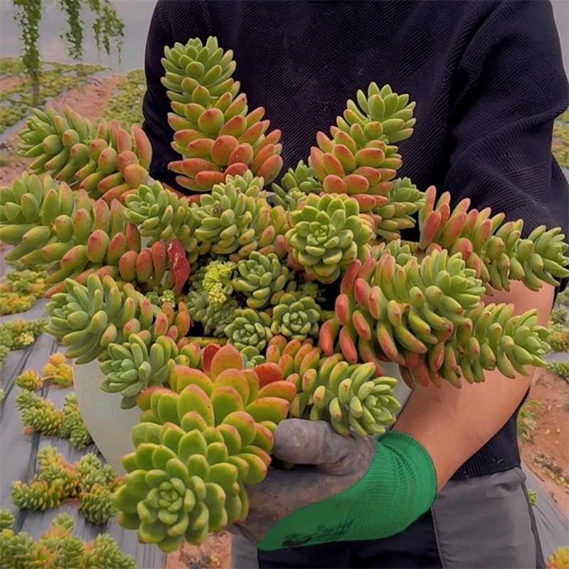 零花钱多肉 地栽香格里拉   基地 多肉植物