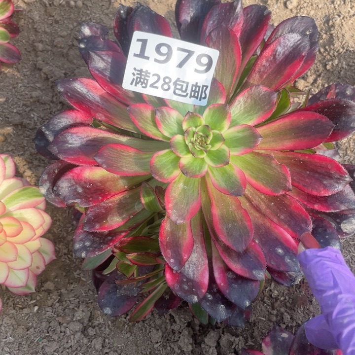 1979二号棚烟花多肉植物M