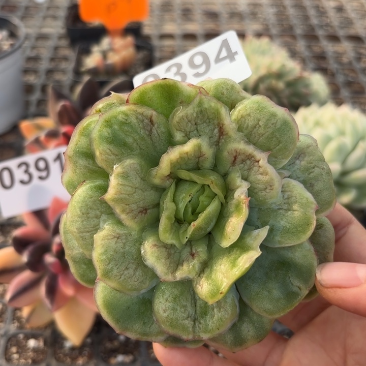 肉植物满18包邮当场凑单