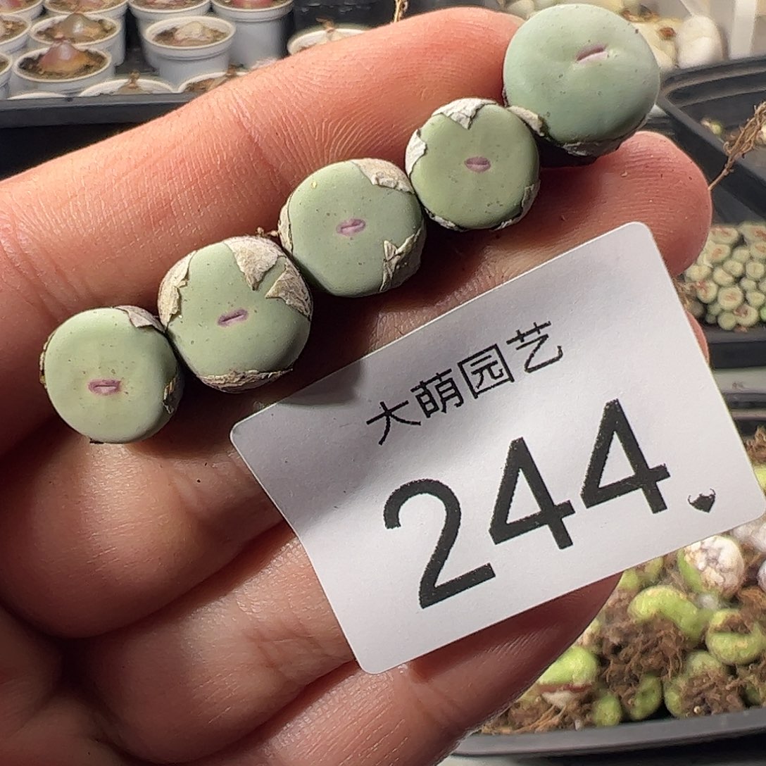 一物一拍。        244