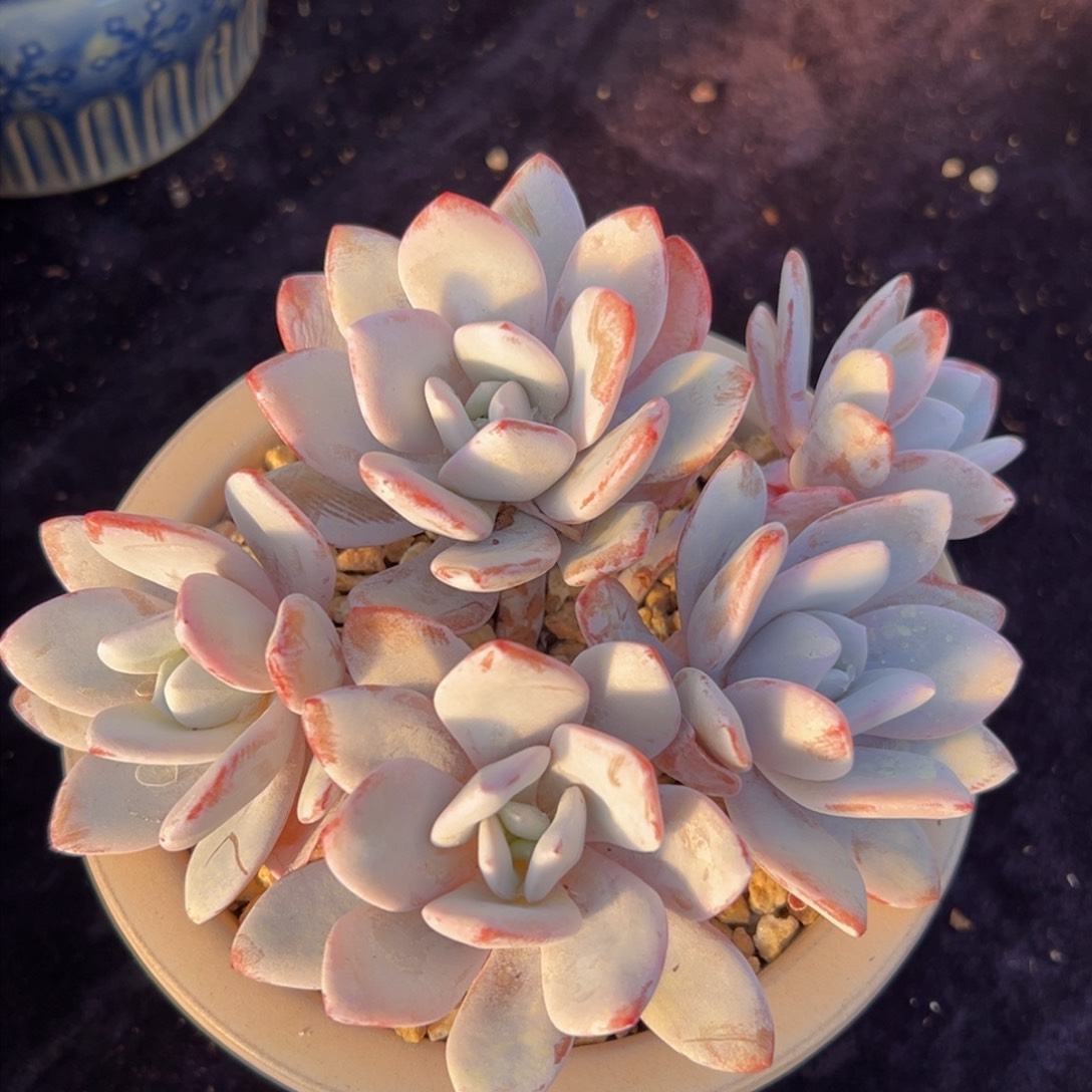 新年快乐 新年快乐