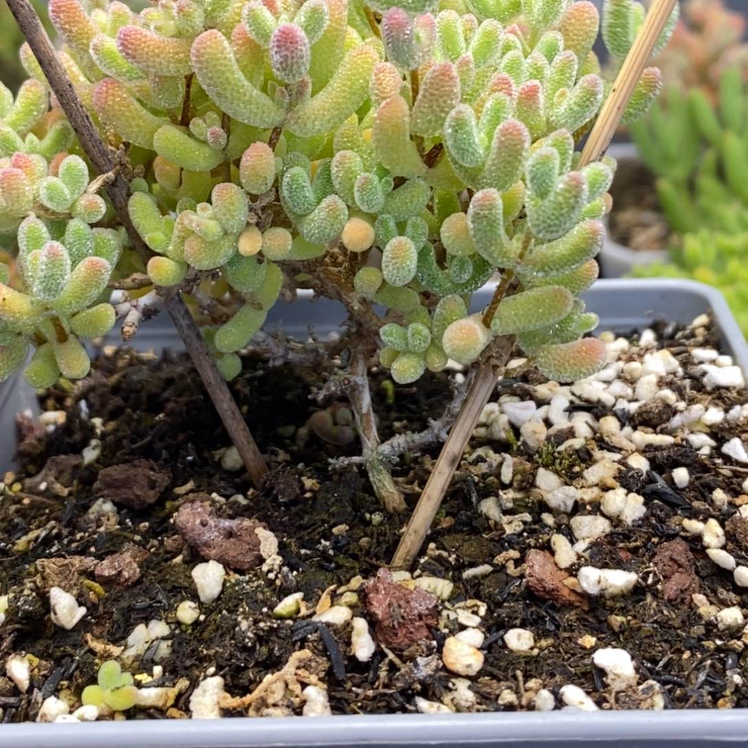 22号优选冰晶多肉