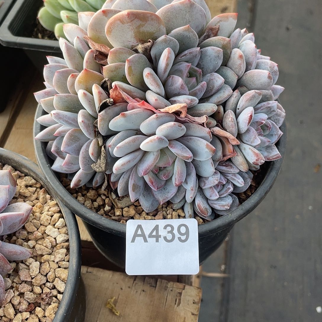 ╭***╮439多肉植物多肉植物