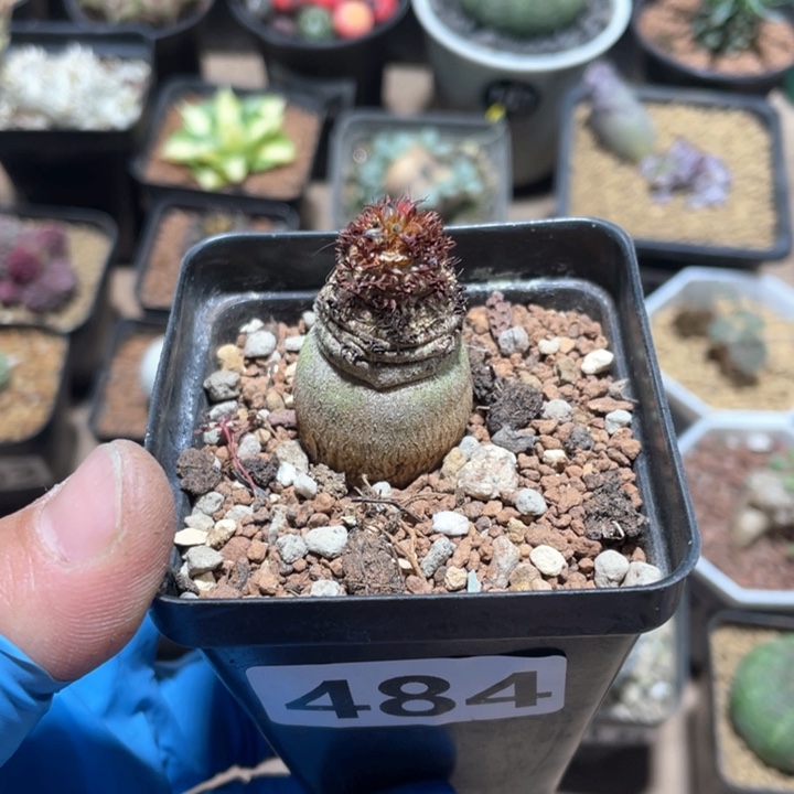 484象鼻大戟块根