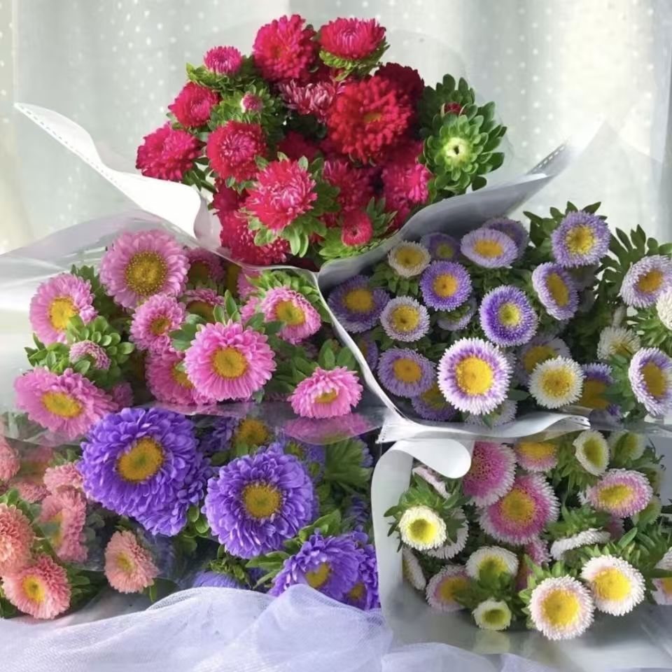 清新好养翠菊小雏菊鲜花云南昆明直发包邮