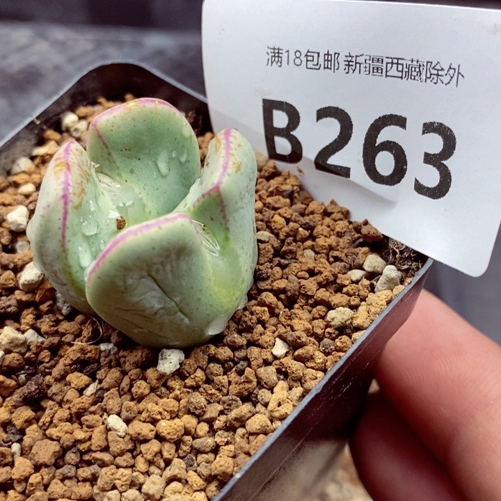 我的小姐姐们都是我263