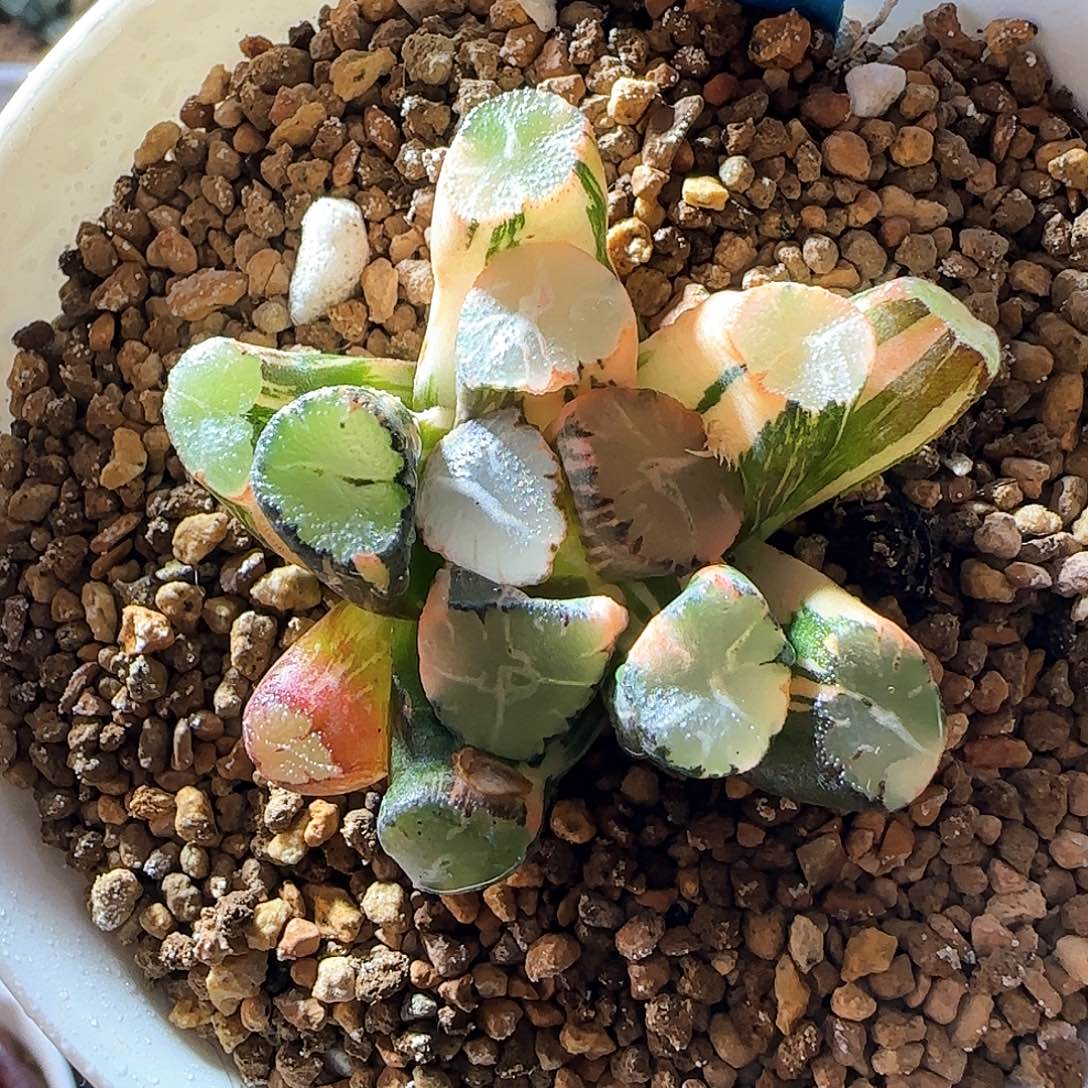 69蜘蛛之巢锦 4.8 厘米左右一物一拍带盆发货