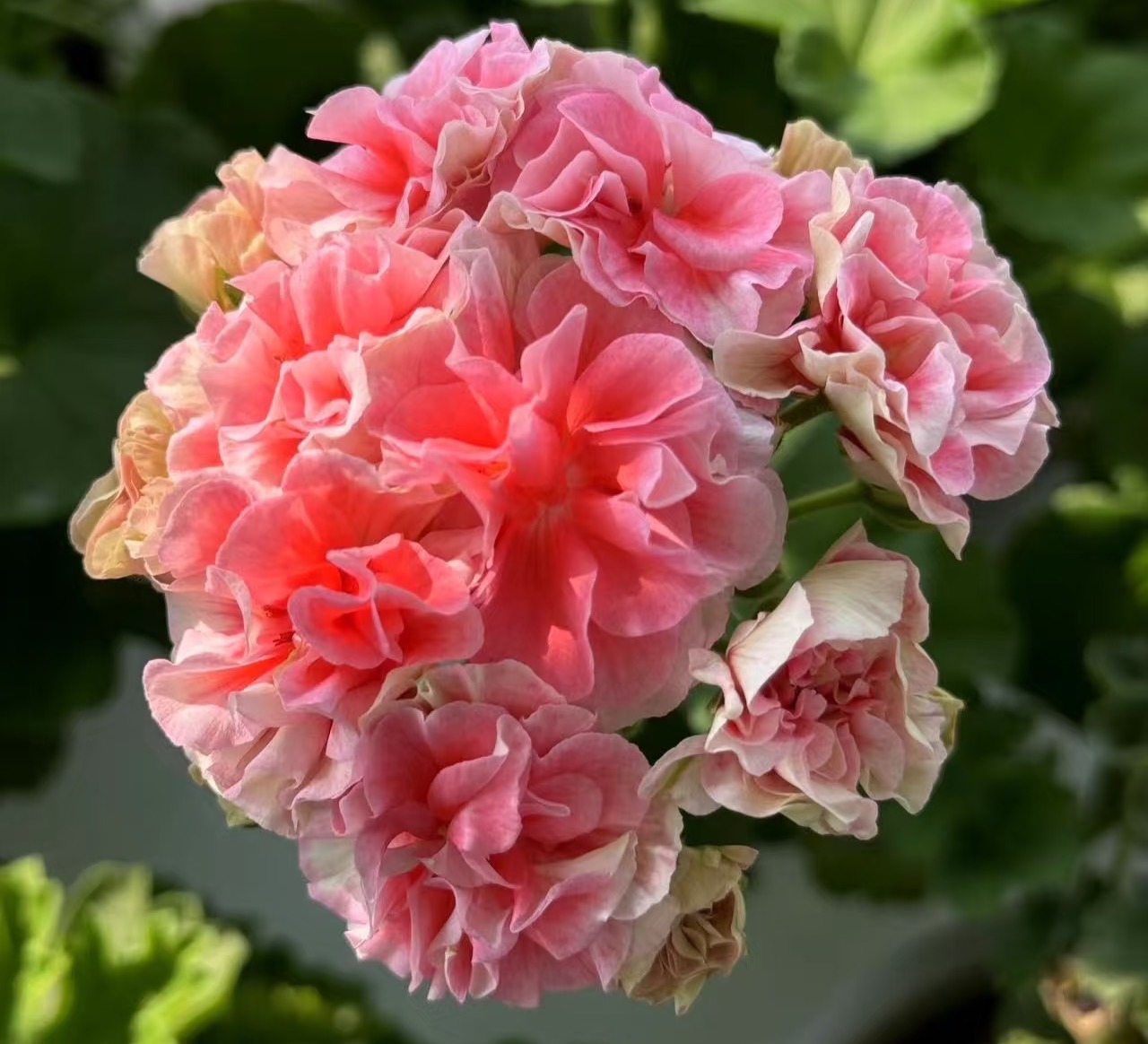 甜心麻薯——矮桩勤花品种—重瓣中小苗发货包对版