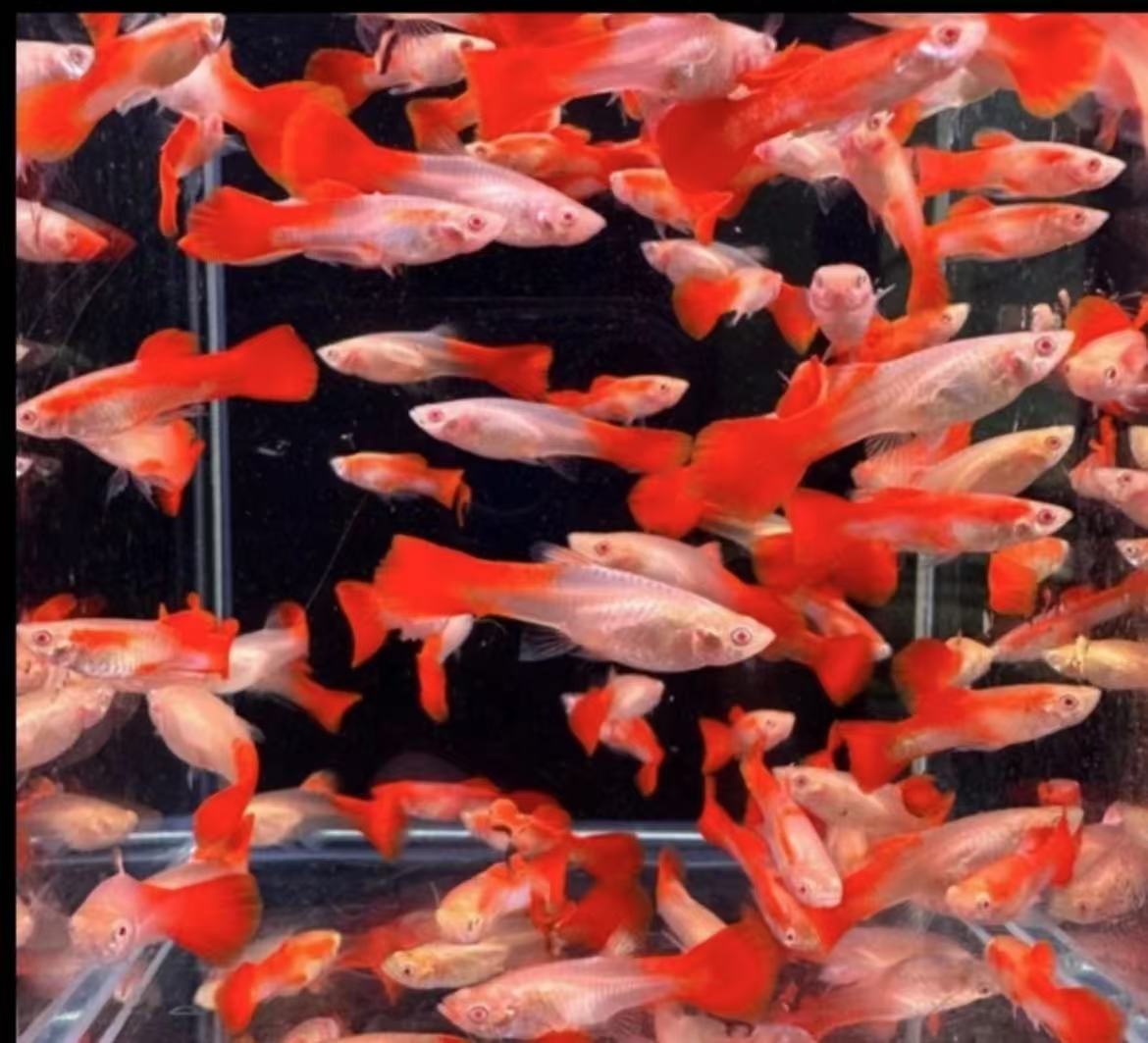 全红凤尾孔雀鱼亚成精品热带观赏鱼淡水小鱼白云新手带肚耐活孕母