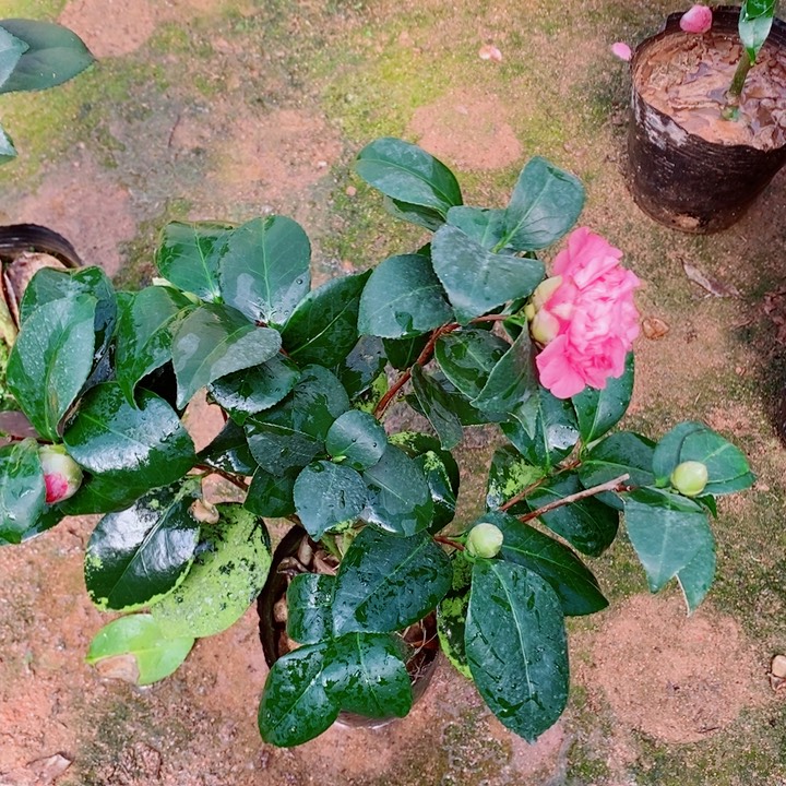 完全开放宽彩带红4103