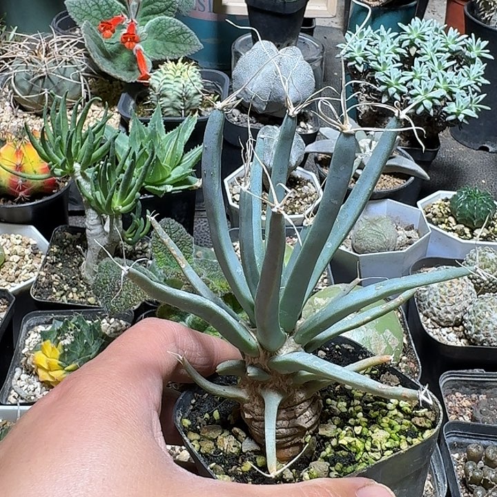 139光山脱土发货实生