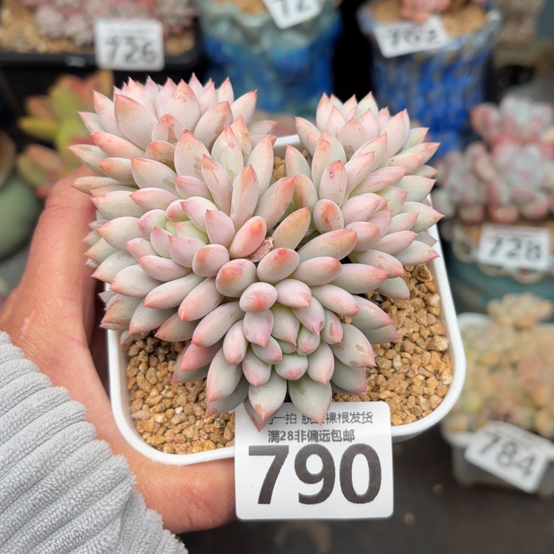 小明珠无盆土发货