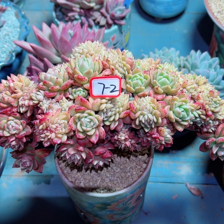 精品多肉植物老桩