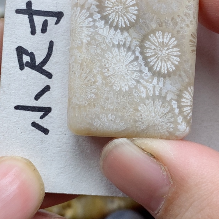 颈饰未镶嵌硅化珊瑚（珊瑚玉）