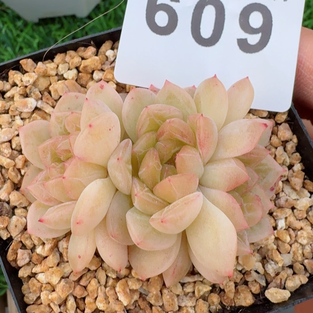 甜心群生         多肉植物