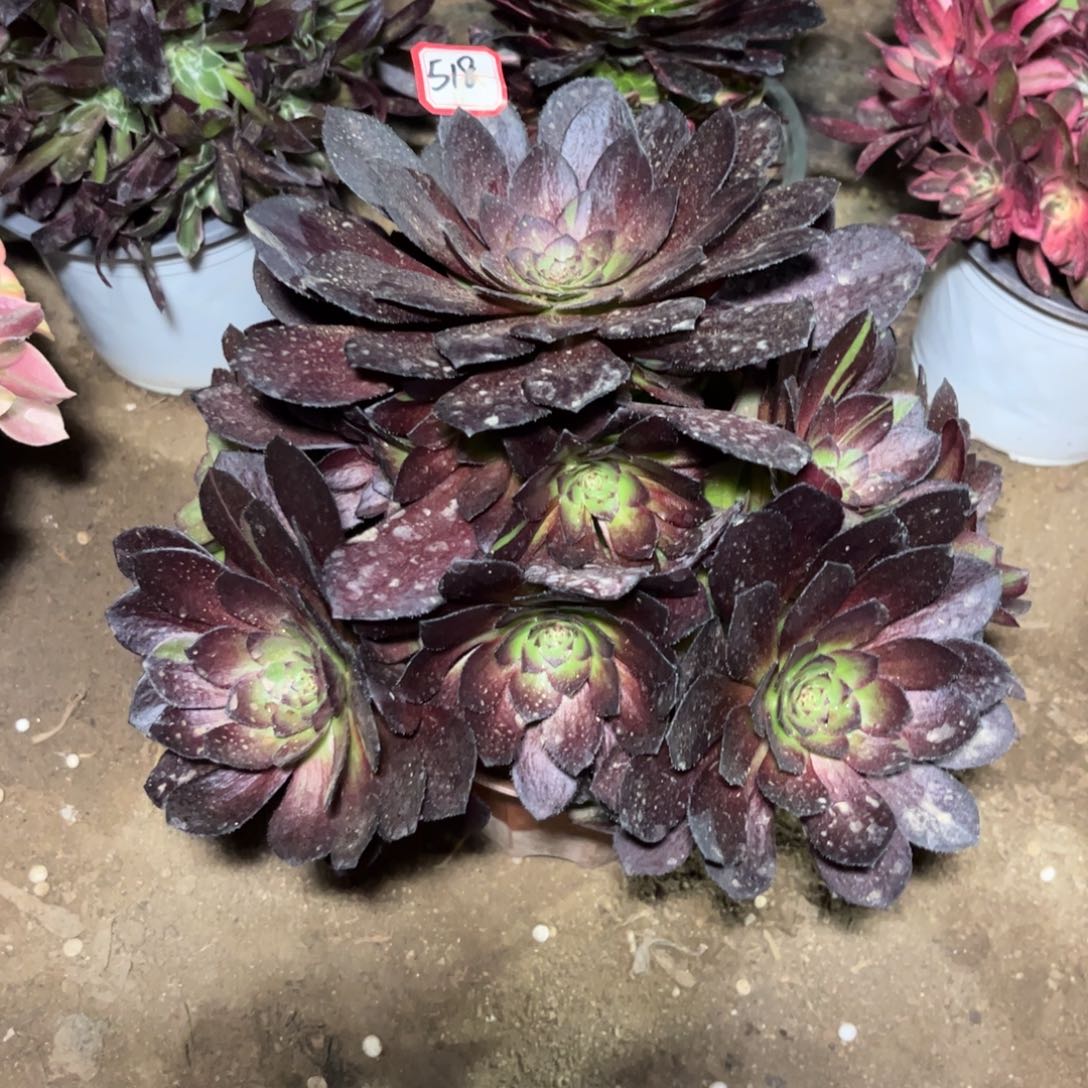 518多肉植物花花公子黑寡妇