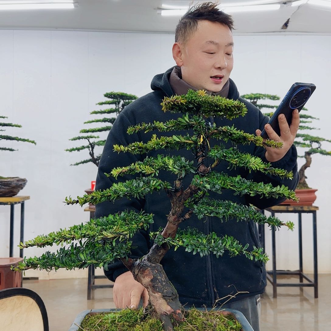 Z盆景制作过程非常