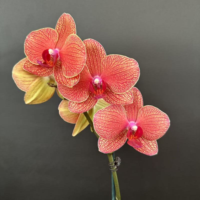 蝴蝶兰[KV622]2.8寸高端盆栽带花昆明源头基地直发